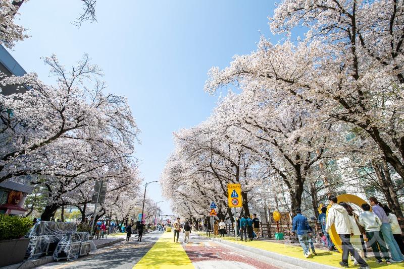 안동시, 2024 안동벚꽃축제, 4월 7일까지 기간 연장 운영, 벚꽃 개화 시기가 늦어짐에 따라