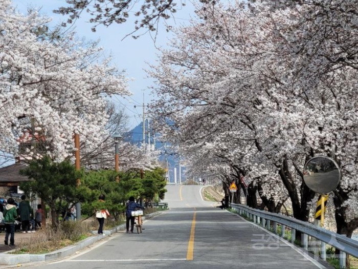 (상주시 계림동)북천 벚꽃 산책로2.jpg